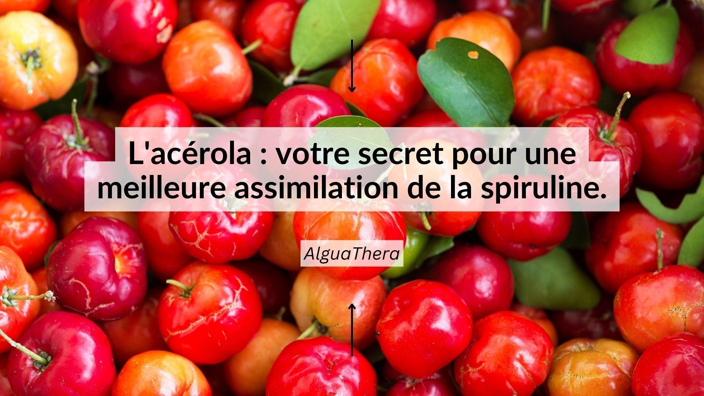 Spiruline et acérola bio : absorption et bienfaits du fer