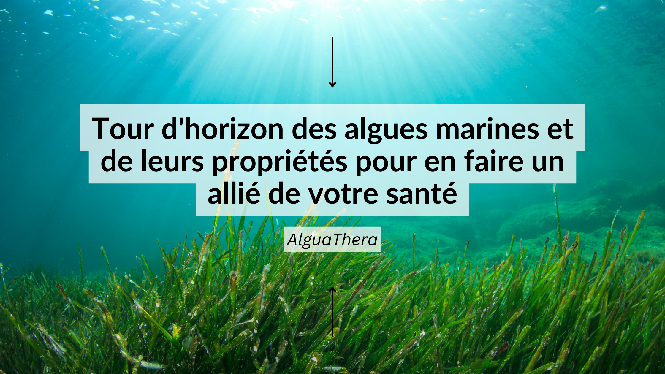 Algues marines : bienfaits, nutriments et propriétés pour la santé