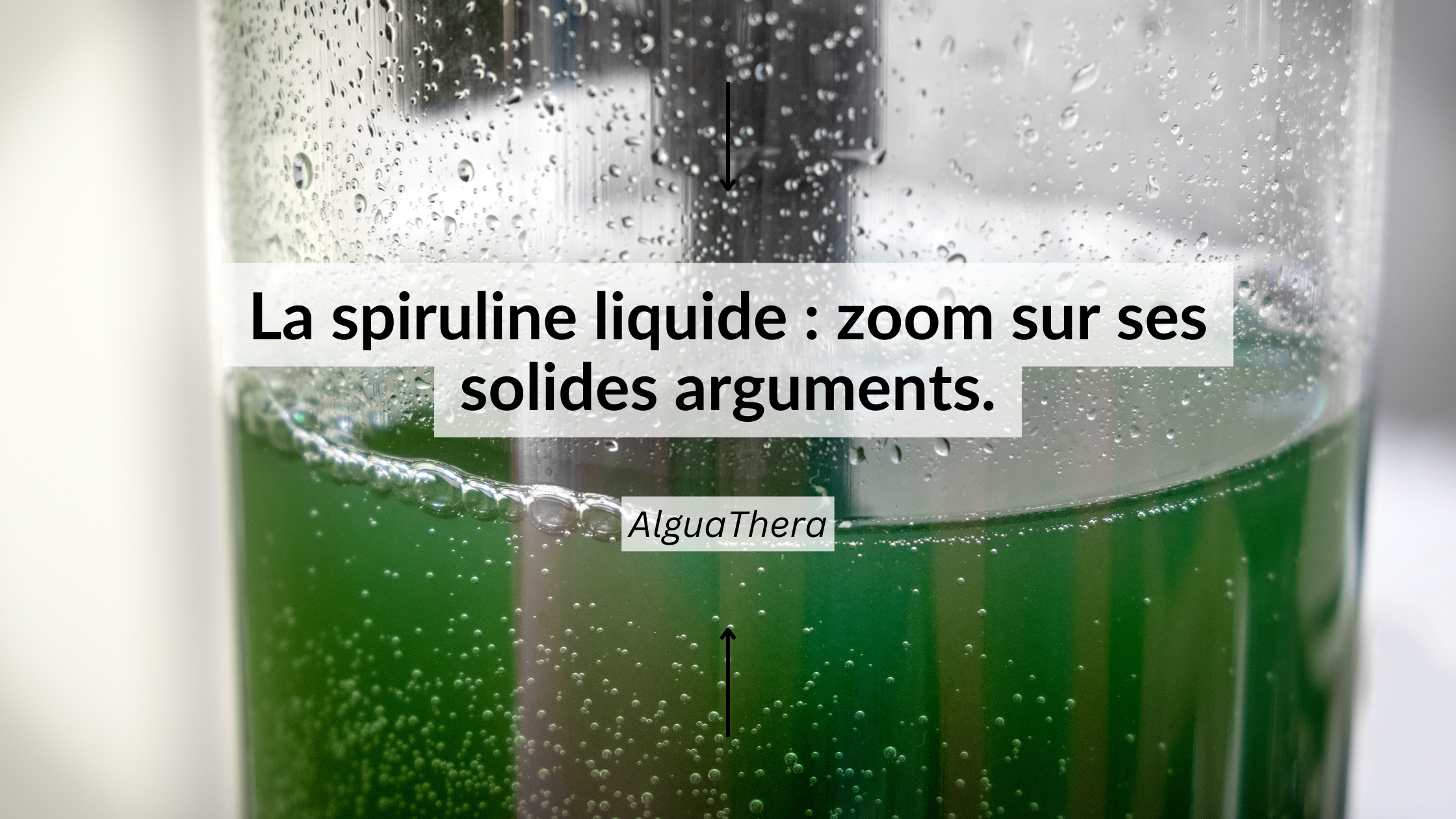 Spiruline liquide : bienfaits et propriétés de la phycocyanine